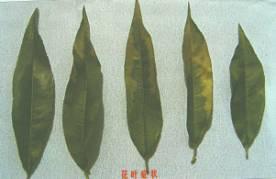 4.2 加强田间管理