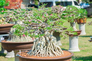 第四章：地瓜籽的种植