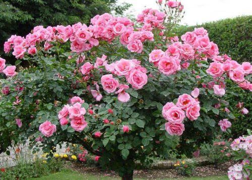 月季：我的心头好，养它不易啊！