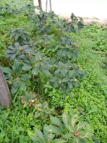 硫酸铵：肥料也Neng杀人？