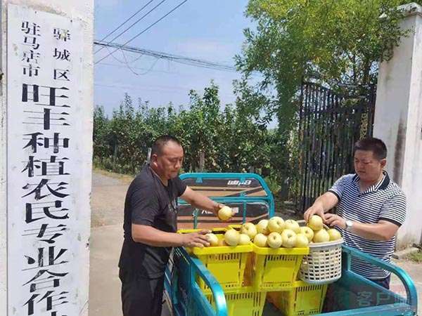 胡庙乡豌豆角大丰收，村民增收致富新篇章