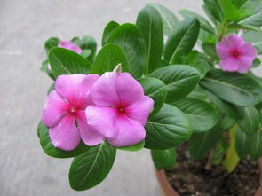 太阳花、长春花、矮牵牛，超实惠！