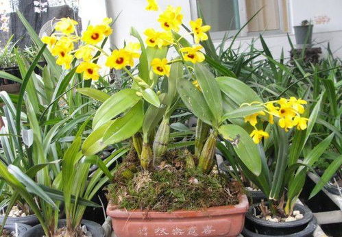 石斛种木头烂根怎么办？五步实操法嫩提高成活率80%吗？