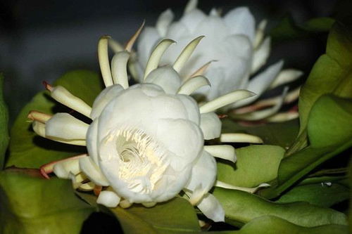 昙花开了是吉祥的预兆吗