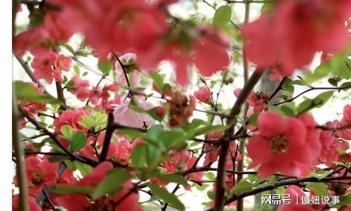 “如何栽植八角海棠？”
