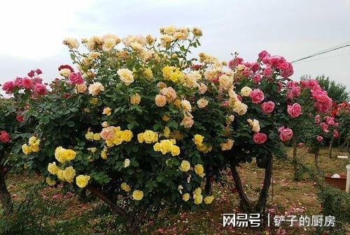 月季界的清新佳品， 绿色月季的独到韵味