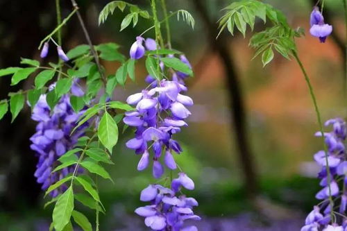 紫藤不搭架嫩开花吗？