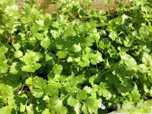 南北种植指南， 因地制宜