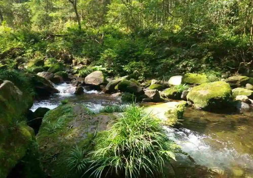 东北地区阳坡松树林下的耐阴花卉种植指南