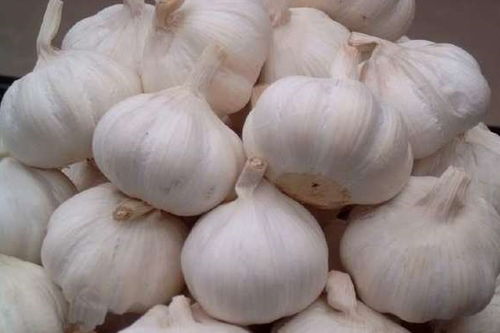 这种叫什么名字， 根部有像大蒜一样的东西