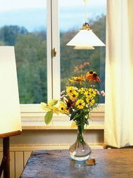 吊兰的光照需求