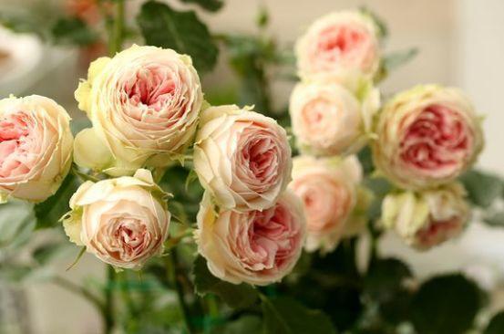 适宜盆栽的月季品种