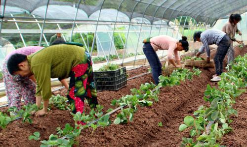 溴菌腈使用后烧苗现象揭秘