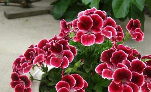 多样的花卉朋友