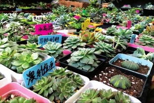 网购多肉植物回家后如何正确处理和种植管理