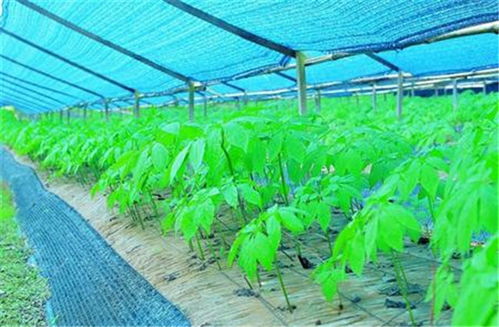 种植“人参”最赚钱？市场需求量大