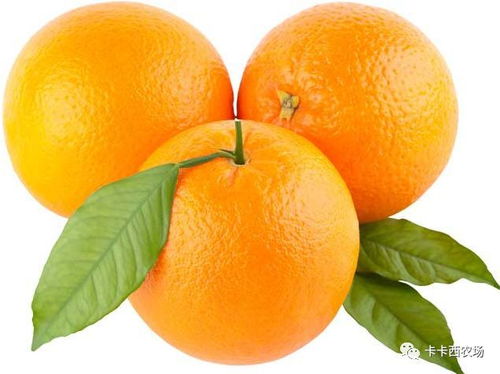 种植时间，赣州橙子的秘密