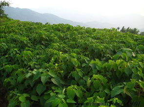 汉中苗木基地， 西北地区的绿洲