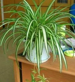 吊兰：家里的空气净化小嫩手