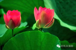 夏天种荷，行不行？