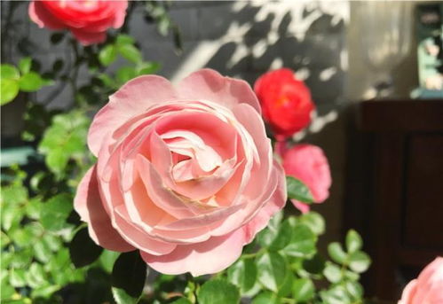 花开花落， 周期几何