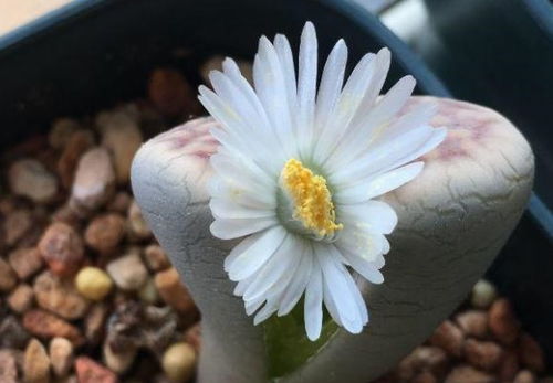 生石花貌不扬，却因稀有珍贵