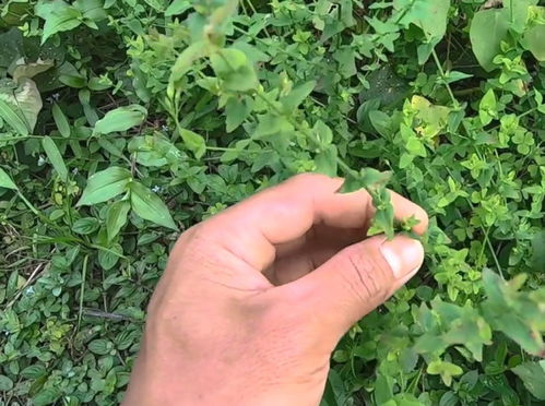 发酵果皮水， 创造生态管理