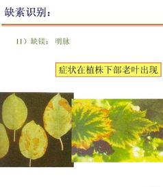 栀子花老叶黄，是土壤缺什么