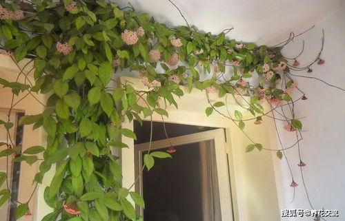 藤本花卉：多彩多姿的世界