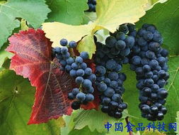 种植方法：葡萄树成长的脚步