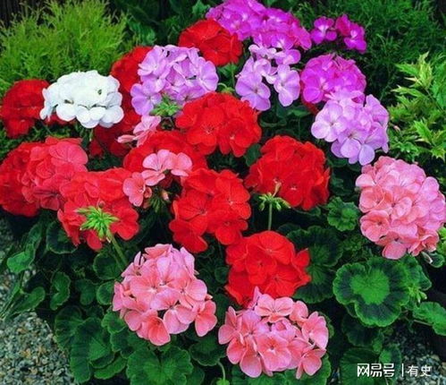 天竺葵烂根了怎么办？有哪些有效的根部腐烂应对方法可以挽救植物