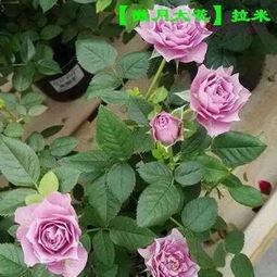 月季之美：铃之妖精