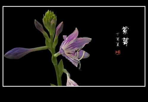 紫色玉簪花：谦逊之美