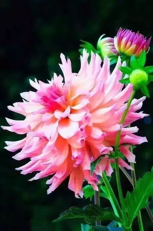 花环菊的花语代表着友谊和永恒，那么请问花环菊的花语中是否蕴含着对友情的珍视与守护