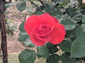 月季花儿的美丽邂逅