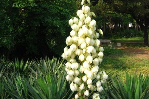昙花绽放，为何独此一夜
