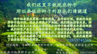 惨痛教训：社区花园的播种误区