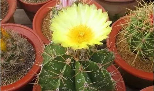 仙人球开花图片少见吗？这些开花瞬间