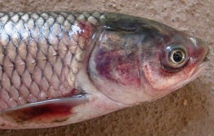 开春鲫鱼真菌病及脑孢虫病病例报告