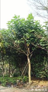 选购黄杨，四字诀