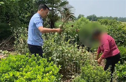 “网上买的花种子，怎么拆开种植