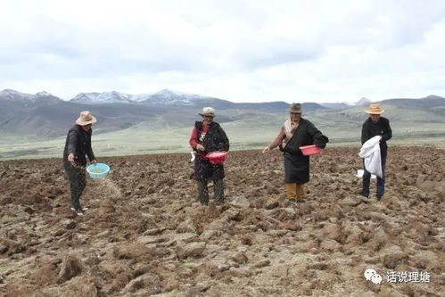 土办法防风固种