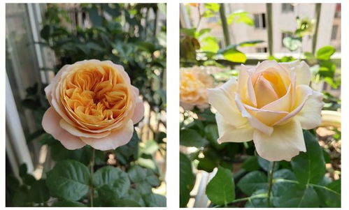 月季界的东北老铁