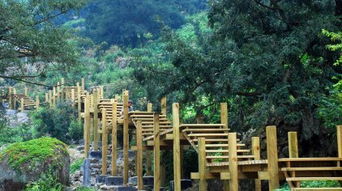 绍兴香榧苗的寻觅之旅