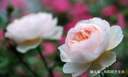圆月彩霞月季的花期揭秘