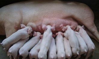 母猪保健措施导致采食量下降？如何调整方案