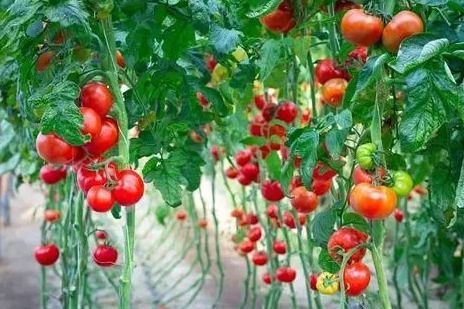 西红柿西红柿我Zui爱