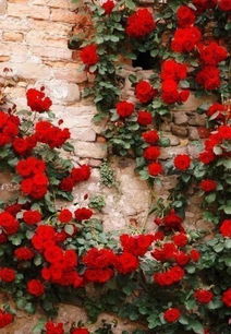 细波涟漪月季：温柔如水， 柔情似梦