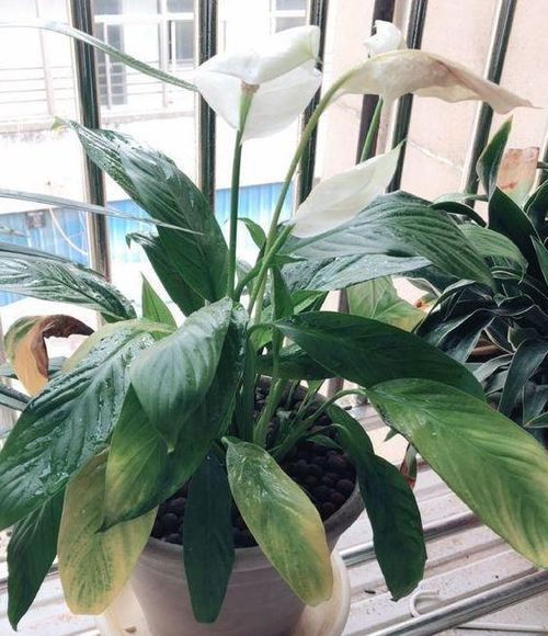 花在水中烂，水质问题