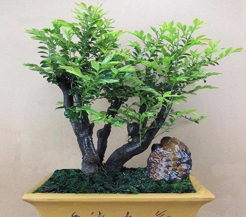 室内养黑松盆景， 你需要知道的事